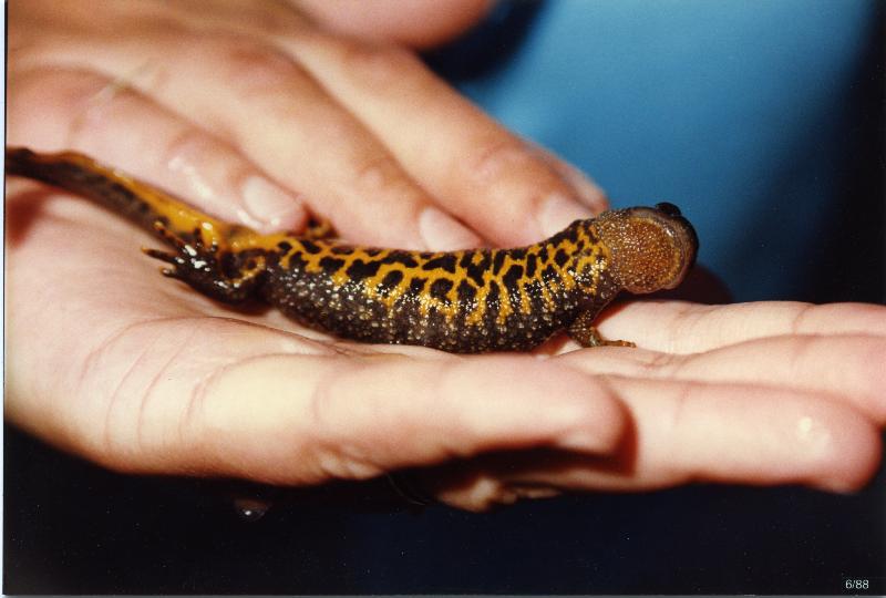 Esikatselukuva: Rupilisko
	
		Rupilisko (Triturus cristatus) löytyi Parikkalasta 1988