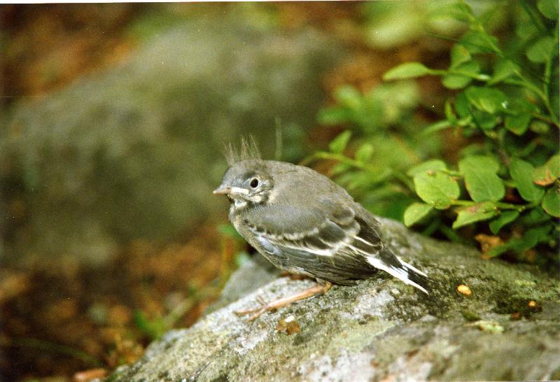 Esikatselukuva: Västäräkin poikanen
	
		"Peloton pikku punkkari" Vantaalta. Emo, joka oli paljon arempi, ruokki poikasta jos ei...