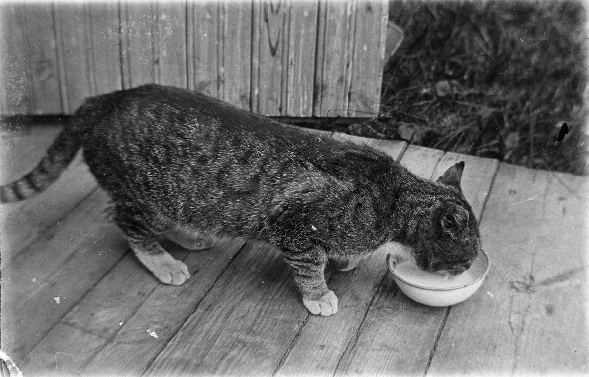Esikatselukuva: Randig katt dricker mjölk på trappa.