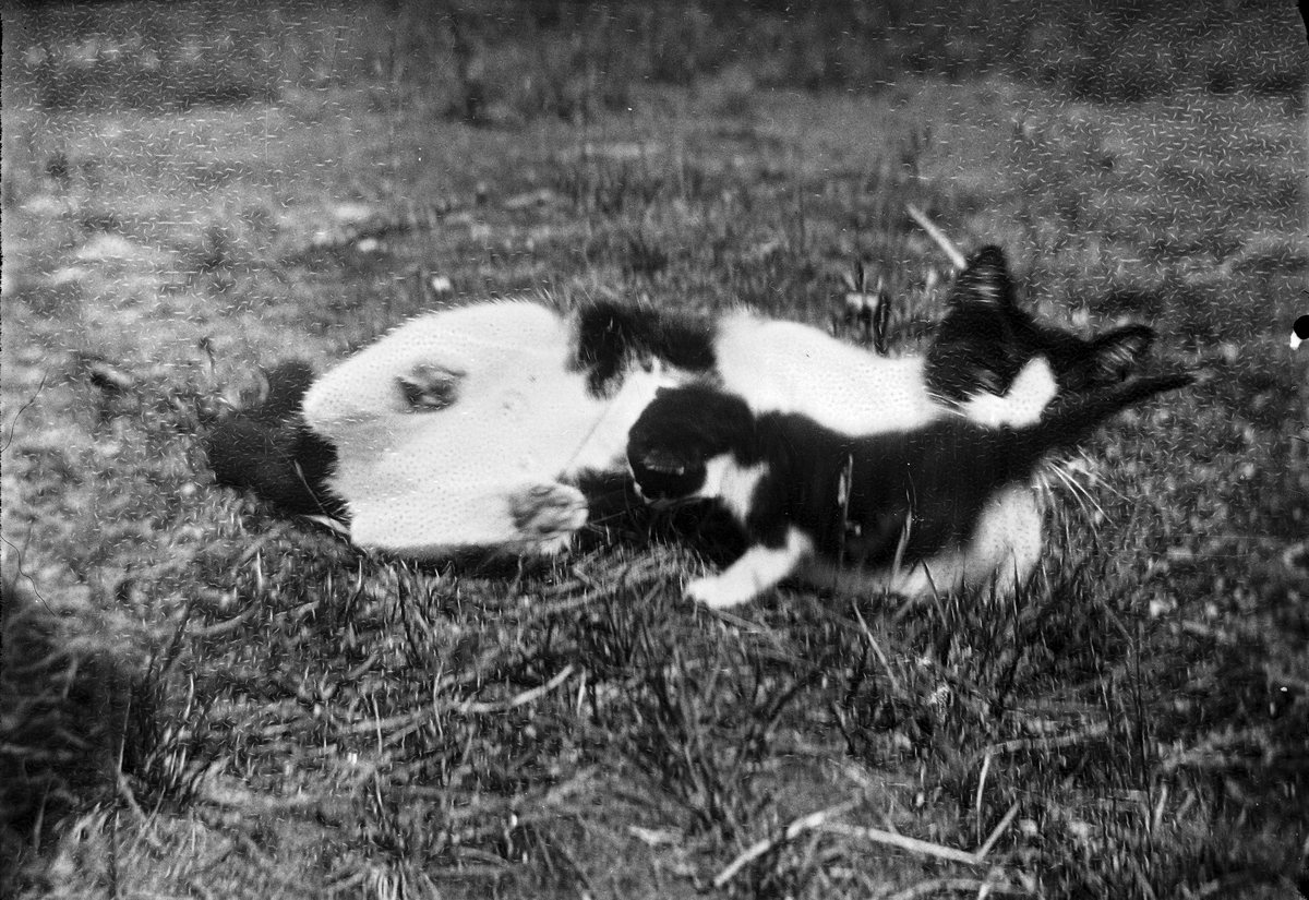 Esikatselukuva: Katt med unge.
	
		Katt med unge. Raivola.