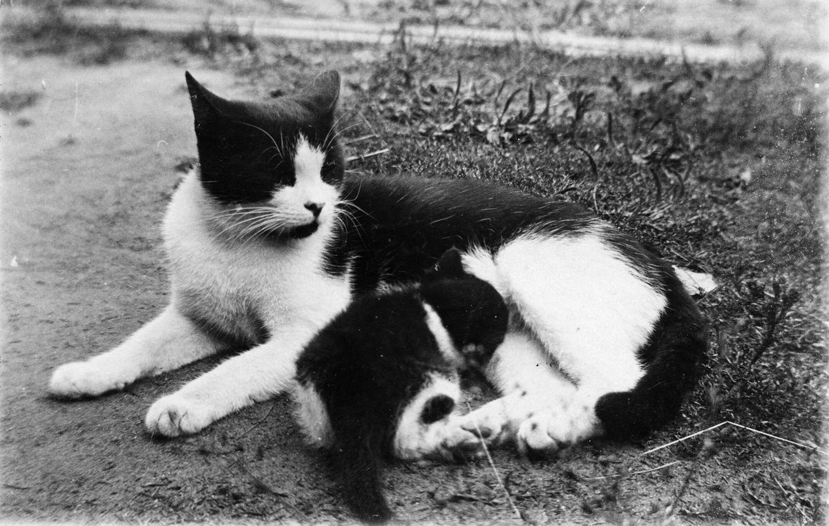 Esikatselukuva: Katt med unge.
	
		Katt med unge. Raivola.